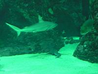Requin non determine (Brest, Oceanopolis) (1).jpg
